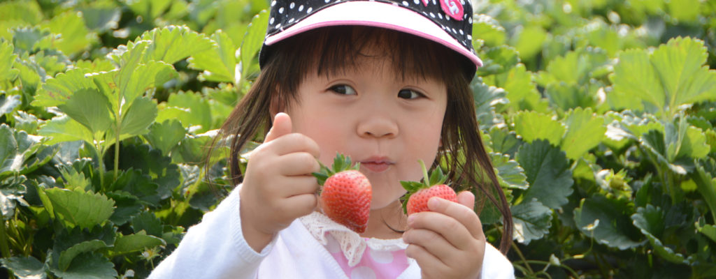 Na co by si měli dát rodiče při krmení dětí jahodami pozor?