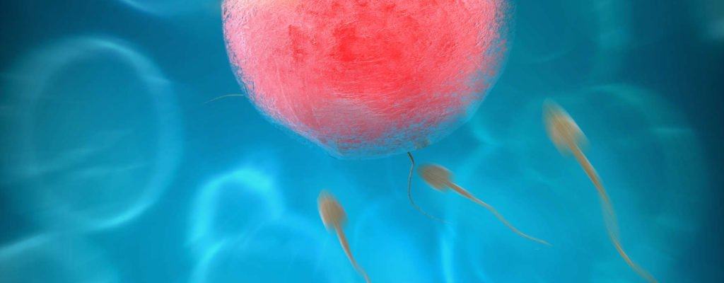 Důkladné porozumění vajíčkům a spermiím